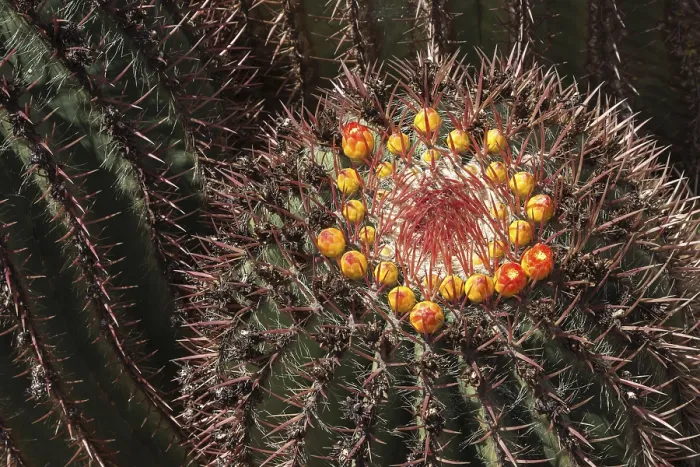 Gerahmter Druck : Fasskaktus (Echinocactus) mit kleinen. Gerahmter Druck : Fasskaktus (Echinocactus) mit kleinen.