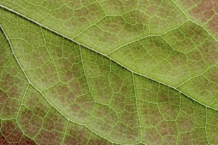 Gerahmter Druck : Barrenwort (Epimedium), Detail. Gerahmter Druck : Barrenwort (Epimedium), Detail.