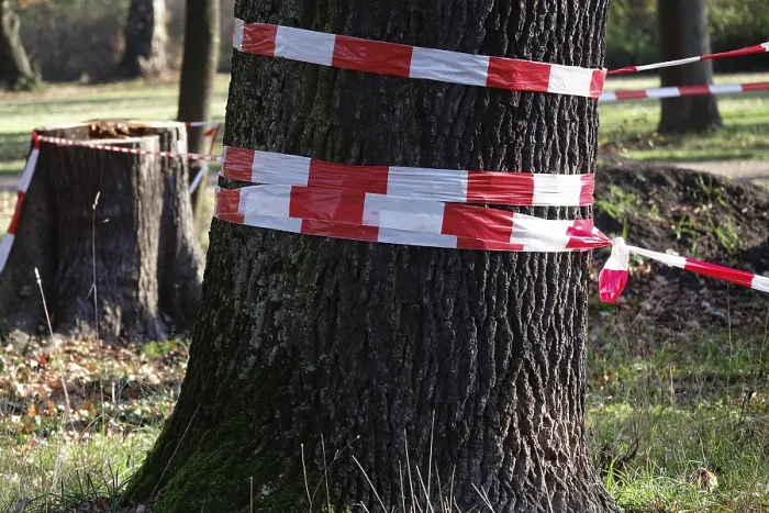 Gerahmter Druck : Barriere, Gefahr durch umfallende Bäume, Deutschland. Gerahmter Druck : Barriere, Gefahr durch umfallende Bäume, Deutschland.