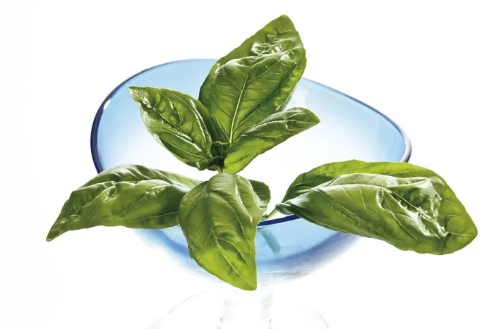 Gerahmter Druck : Basil Gerahmter Druck : Basil