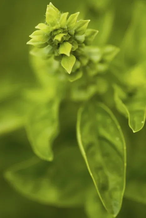 Gerahmter Druck : Basil in Blüte Gerahmter Druck : Basil in Blüte
