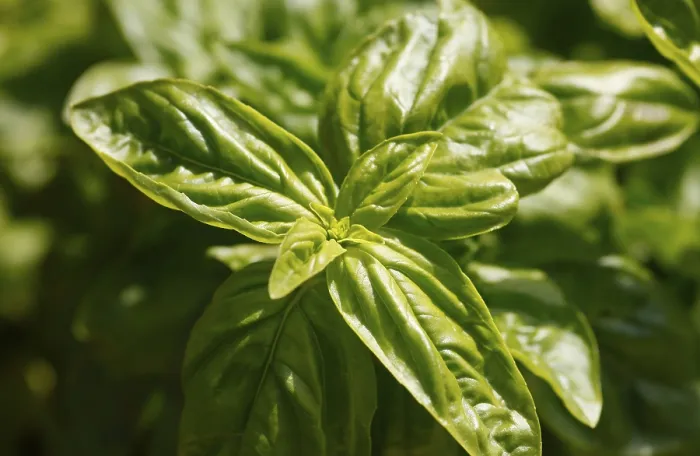 Gerahmter Druck : Basilikum (Ocimum basilicum) Gerahmter Druck : Basilikum (Ocimum basilicum)