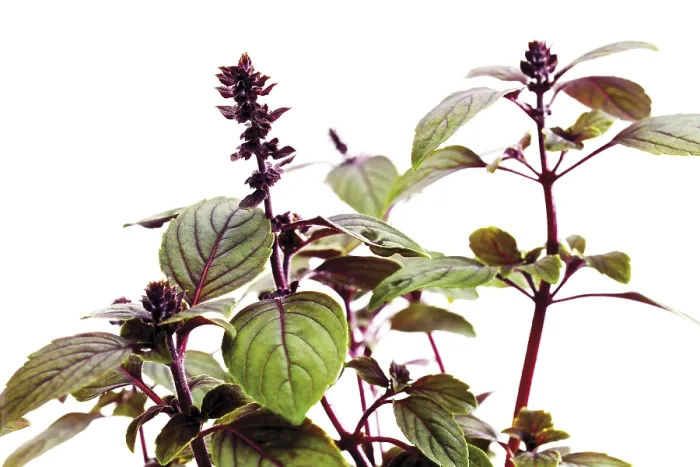 Gerahmter Druck : Basilikum (Ocimum basilicum) Gerahmter Druck : Basilikum (Ocimum basilicum)