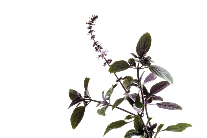 Gerahmter Druck : Basilikum (Ocimum basilicum) Gerahmter Druck : Basilikum (Ocimum basilicum)