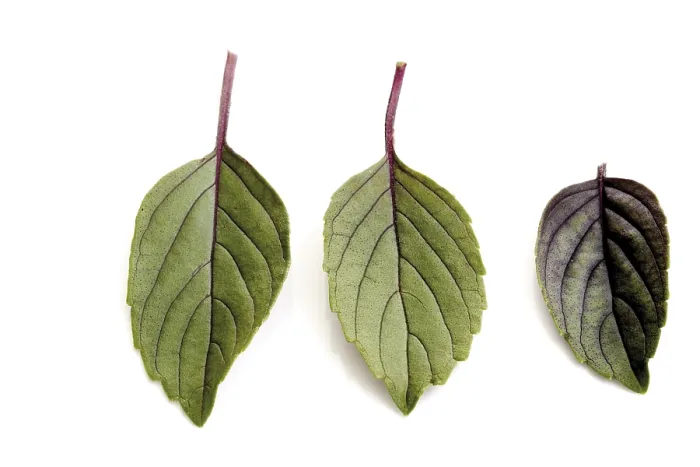 Gerahmter Druck : Basilikum (Ocimum basilicum) Gerahmter Druck : Basilikum (Ocimum basilicum)