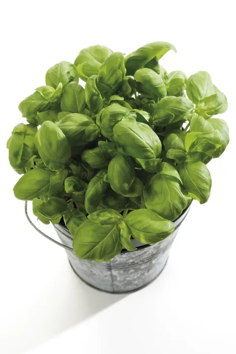 Gerahmter Druck : Basilikum (Ocimum basilicum) Gerahmter Druck : Basilikum (Ocimum basilicum)