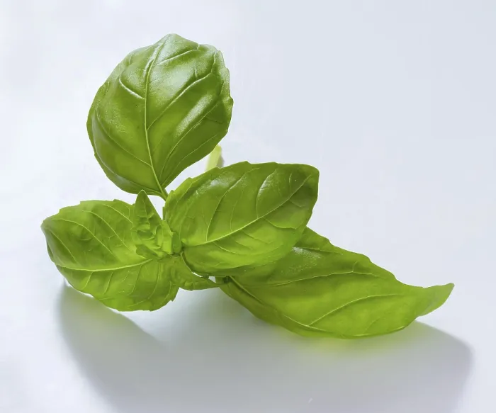 Gerahmter Druck : Basilikum (Ocimum basilicum), auf weißem Hintergrund. Gerahmter Druck : Basilikum (Ocimum basilicum), auf weißem Hintergrund.