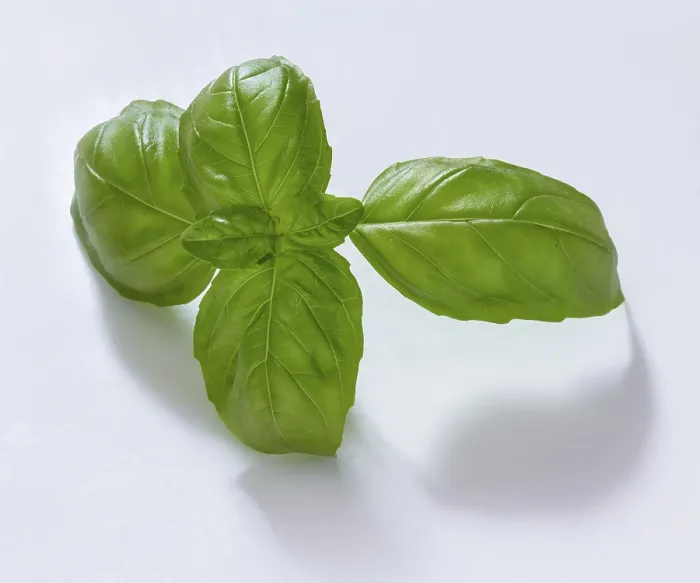 Gerahmter Druck : Basilikum (Ocimum basilicum), auf weißem Hintergrund. Gerahmter Druck : Basilikum (Ocimum basilicum), auf weißem Hintergrund.