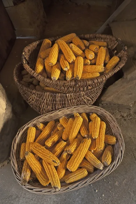 Gerahmter Druck : Körbe mit Maiskolben (Zea mays subsp) Gerahmter Druck : Körbe mit Maiskolben (Zea mays subsp)