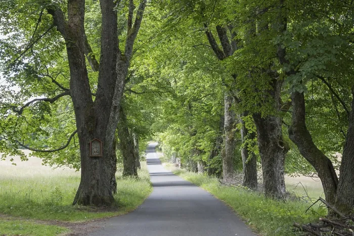 Gerahmter Druck : Baum-Allee Gerahmter Druck : Baum-Allee