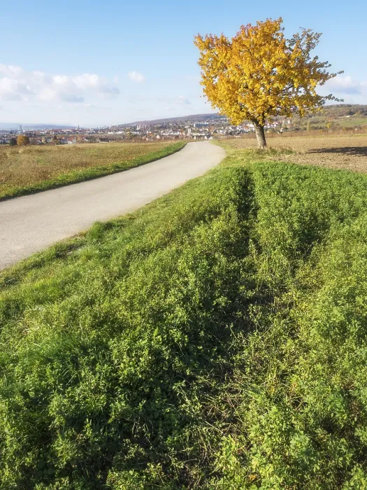 Gerahmter Druck : Baum im Herbst Gerahmter Druck : Baum im Herbst