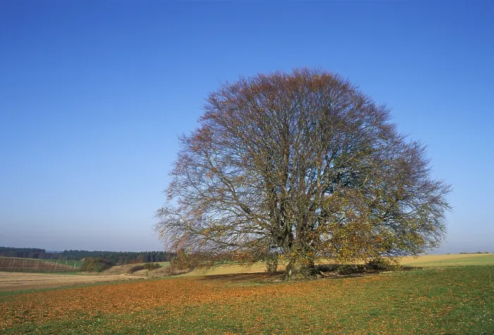 Gerahmter Druck : Bayerische Buche Deutschland Gerahmter Druck : Bayerische Buche Deutschland