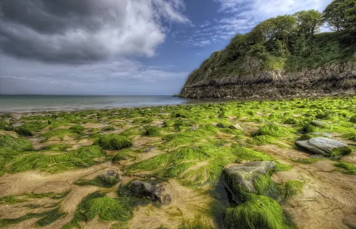 Gerahmter Druck : Am Strand von Barafundle Bay.