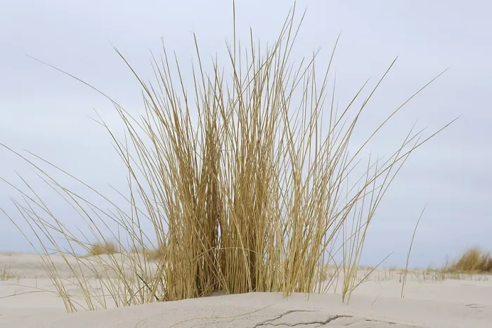 Gerahmter Druck : Strandgras auf dem sandigen Strand. Gerahmter Druck : Strandgras auf dem sandigen Strand.