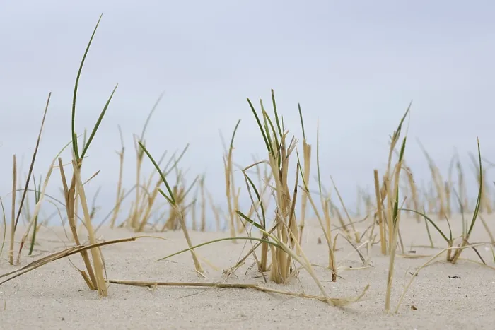 Gerahmter Druck : Strandgras auf dem sandigen Strand. Gerahmter Druck : Strandgras auf dem sandigen Strand.
