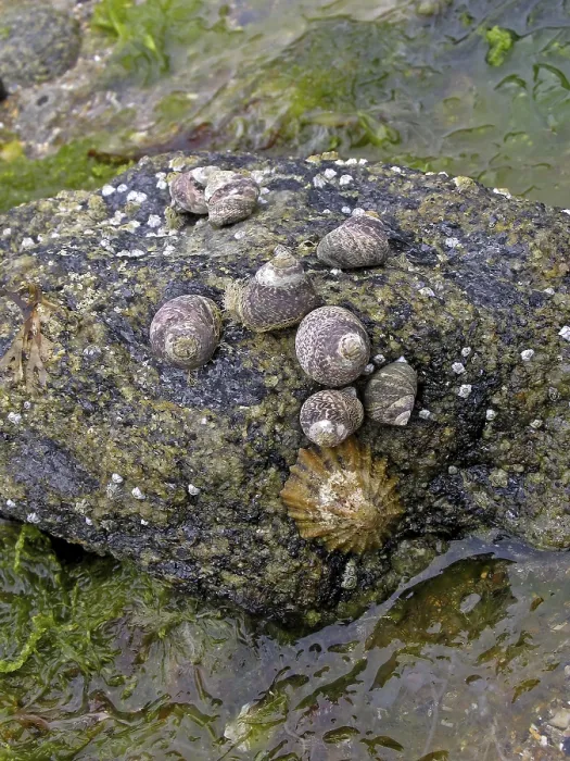 Gerahmter Druck : Am Strand, Muscheln. Gerahmter Druck : Am Strand, Muscheln.