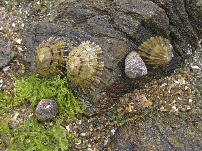 Gerahmter Druck : Am Strand, Muscheln. Gerahmter Druck : Am Strand, Muscheln.