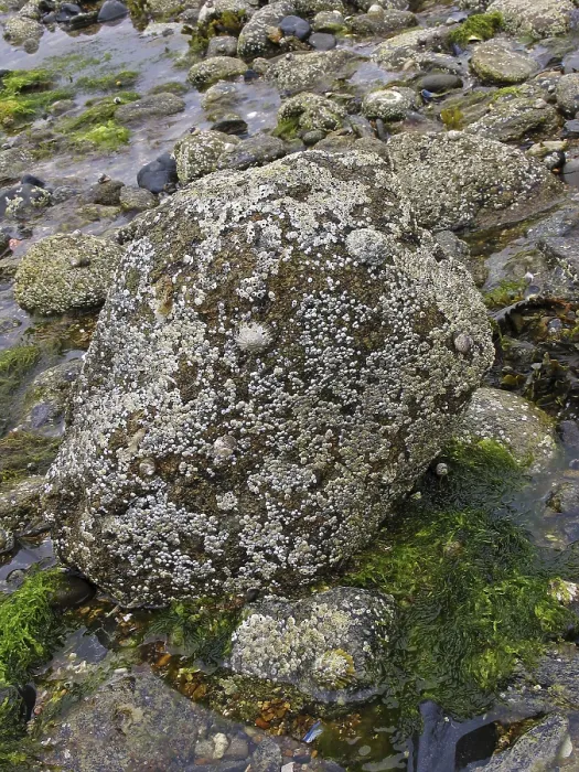 Gerahmter Druck : Am Strand, Muscheln. Gerahmter Druck : Am Strand, Muscheln.