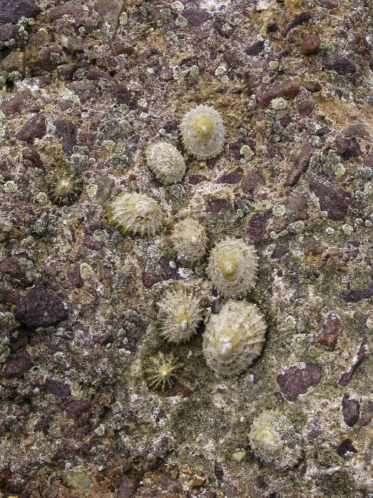 Gerahmter Druck : Am Strand, Muscheln. Gerahmter Druck : Am Strand, Muscheln.