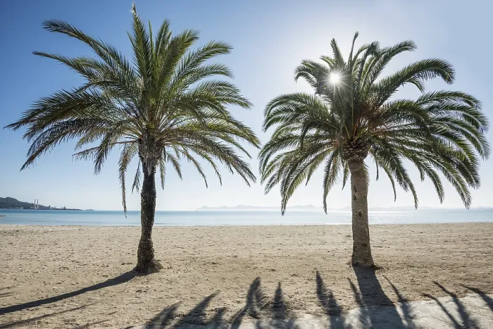 Gerahmter Druck : Strand mit Palmen, Can Picafort Gerahmter Druck : Strand mit Palmen, Can Picafort