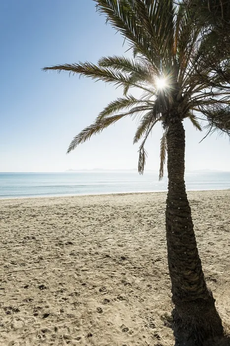 Gerahmter Druck : Strand mit Palmen, Can Picafort. Gerahmter Druck : Strand mit Palmen, Can Picafort.