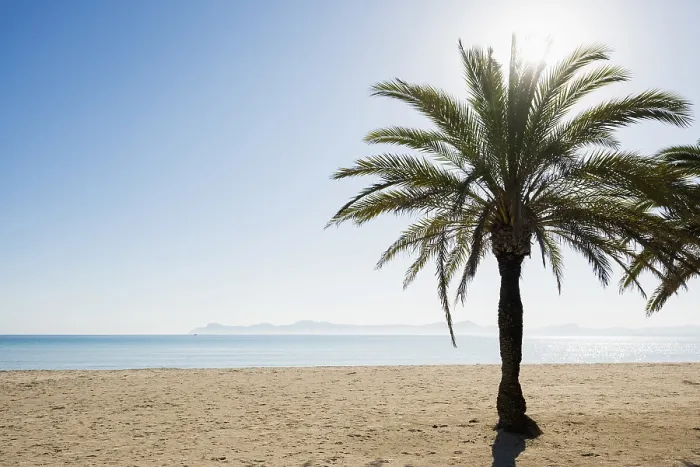 Gerahmter Druck : Strand mit Palmen, Can Picafort Gerahmter Druck : Strand mit Palmen, Can Picafort
