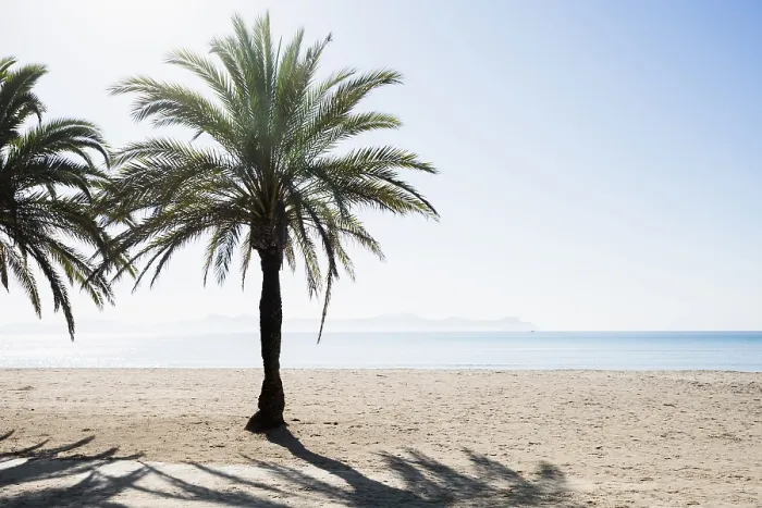 Gerahmter Druck : Strand mit Palmen, Can Picafort Gerahmter Druck : Strand mit Palmen, Can Picafort