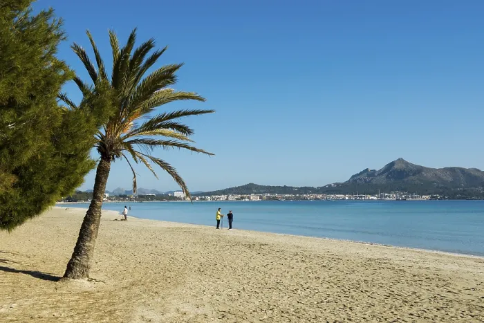 Gerahmter Druck : Strand mit Palmen, Can Picafort