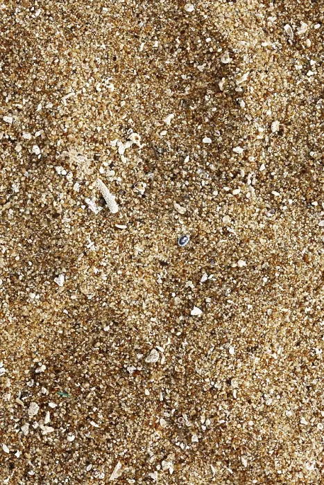 Gerahmter Druck : Meerschalen-Sand Gerahmter Druck : Meerschalen-Sand