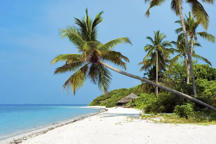 Gerahmter Druck : Strand mit geneigtem (Cocos nucifera) Gerahmter Druck : Strand mit geneigtem (Cocos nucifera)