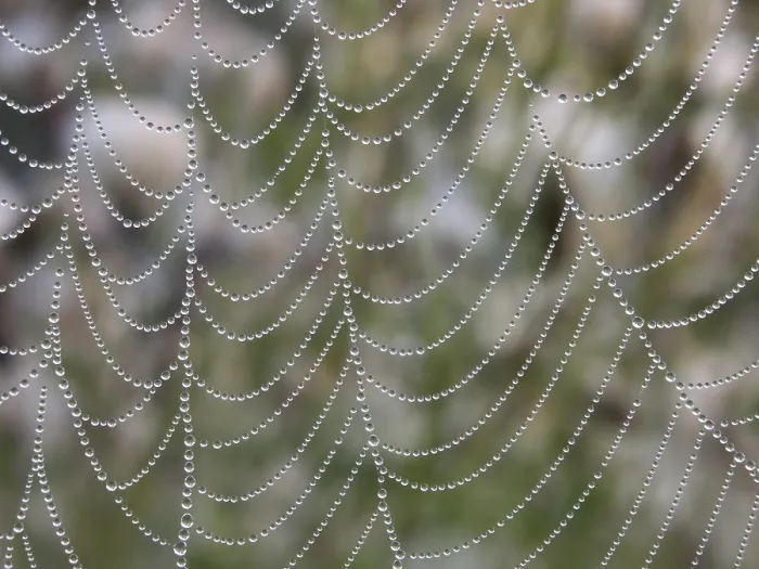 Gerahmter Druck : Perlennetz Gerahmter Druck : Perlennetz