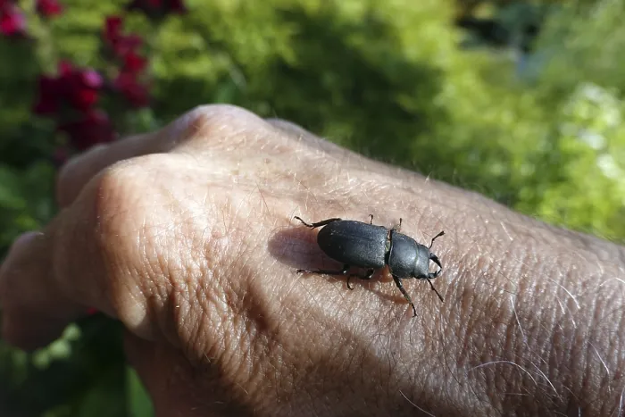 Gerahmter Druck : Der Beamed Shag (Dorcus parallelipipedus) in Weilerswist, Nordrhein-Westfalen, Deutschland.