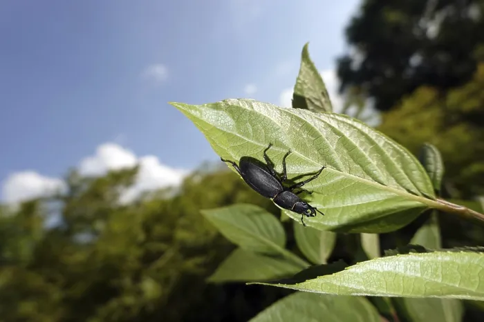 Gerahmter Druck : Beemtes Schlagbohrer (Dorcus parallelipipedus) Gerahmter Druck : Beemtes Schlagbohrer (Dorcus parallelipipedus)