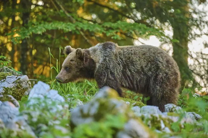 Gerahmter Druck : Ein Bär in der dichten Grünheit eines Waldes. Gerahmter Druck : Ein Bär in der dichten Grünheit eines Waldes.