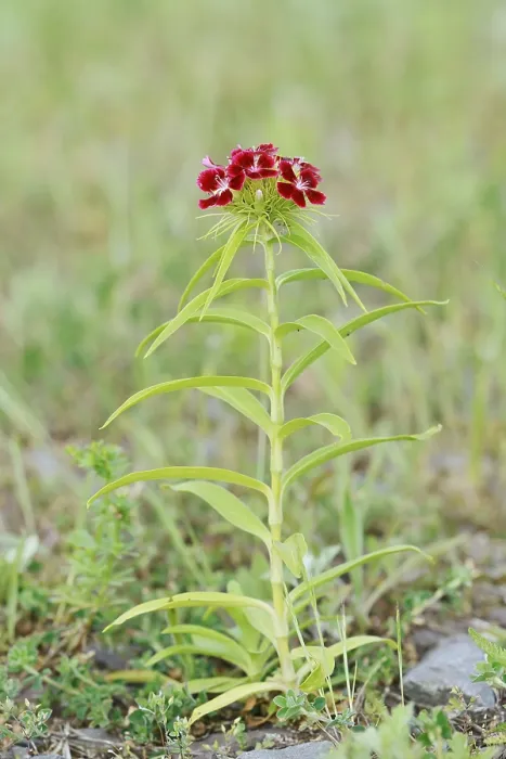 Gerahmter Druck : Bartige Nelke (Dianthus barbatus) Gerahmter Druck : Bartige Nelke (Dianthus barbatus)