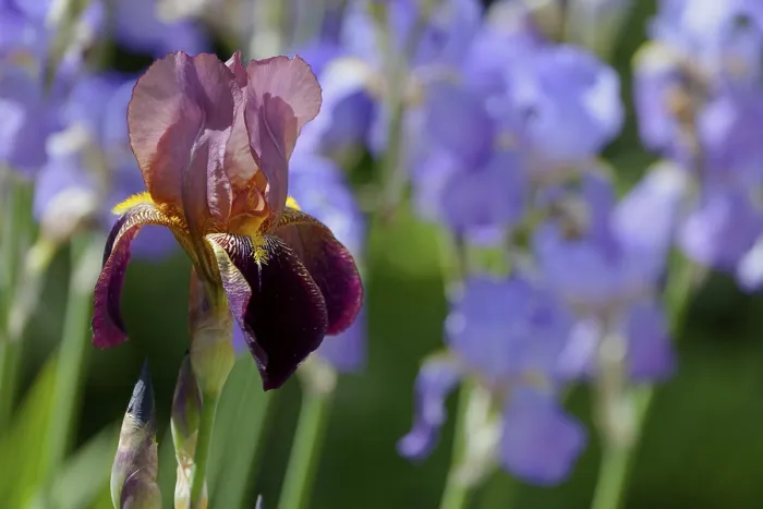 Gerahmter Druck : Bartige Iris, Iris barbata-Hybride (Iris) Gerahmter Druck : Bartige Iris, Iris barbata-Hybride (Iris)