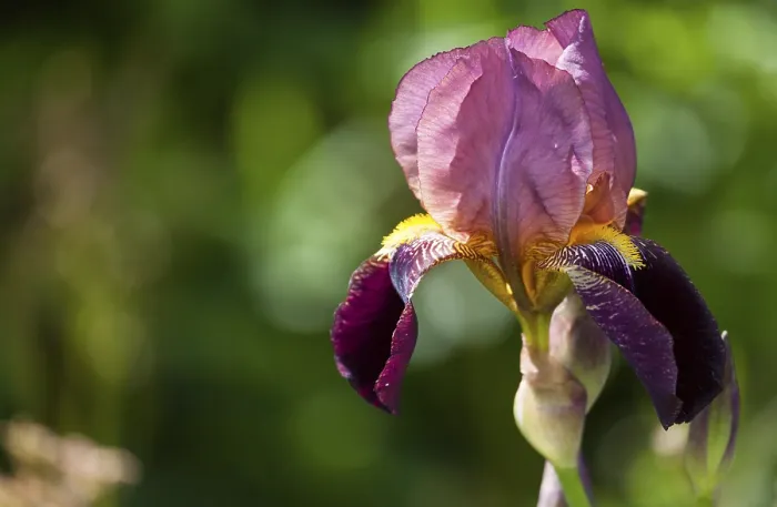 Gerahmter Druck : Bartige Iris, Iris barbata-Hybride (Iris) Gerahmter Druck : Bartige Iris, Iris barbata-Hybride (Iris)