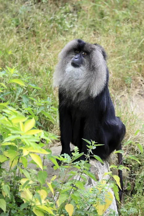 Gerahmter Druck : Bearded-Makaken (Macaca silenus) Gerahmter Druck : Bearded-Makaken (Macaca silenus)