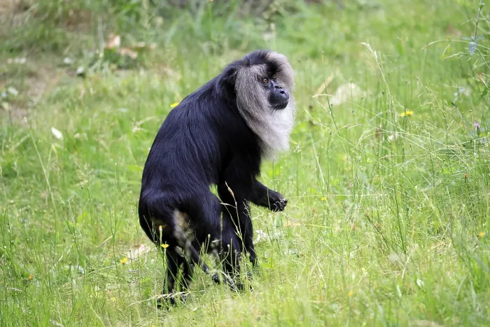 Gerahmter Druck : Bearded-Makaken (Macaca silenus) Gerahmter Druck : Bearded-Makaken (Macaca silenus)