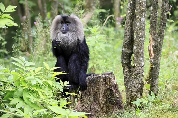 Gerahmter Druck : Bartaffe (Macaca silenus) Gerahmter Druck : Bartaffe (Macaca silenus)