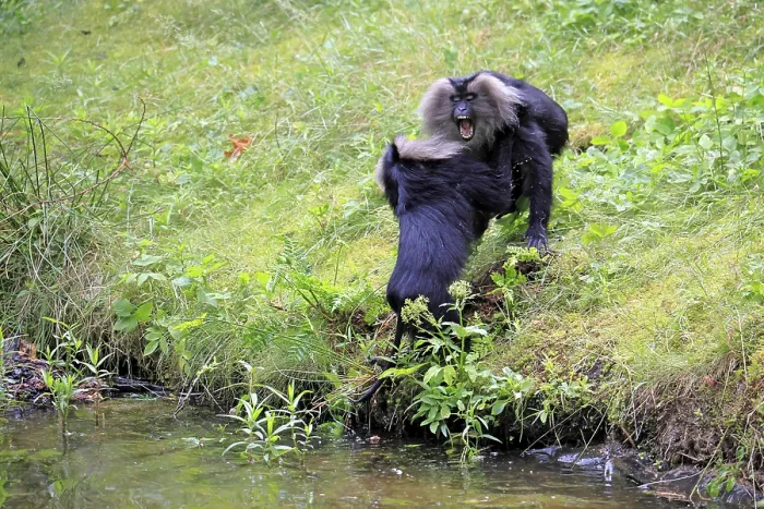 Gerahmter Druck : Bearded-Makaken (Macaca silenus) Gerahmter Druck : Bearded-Makaken (Macaca silenus)