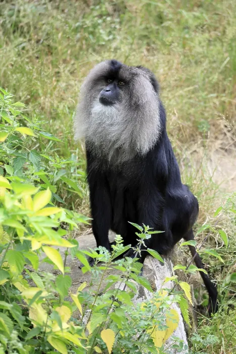 Gerahmter Druck : Bearded-Makaken (Macaca silenus) Gerahmter Druck : Bearded-Makaken (Macaca silenus)