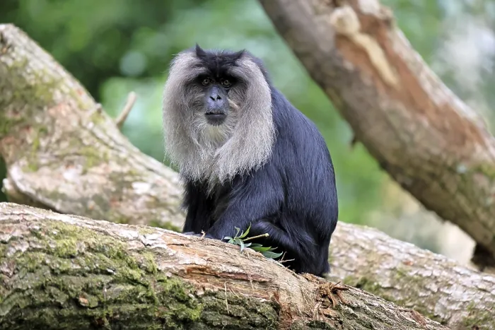 Gerahmter Druck : Bartaffe (Macaca silenus) Gerahmter Druck : Bartaffe (Macaca silenus)