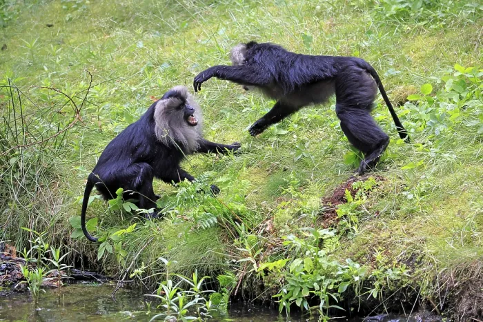 Gerahmter Druck : Bearded-Makaken (Macaca silenus) Gerahmter Druck : Bearded-Makaken (Macaca silenus)