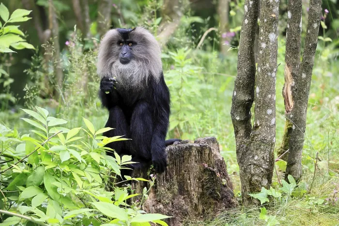 Gerahmter Druck : Bearded-Makaken (Macaca silenus) Gerahmter Druck : Bearded-Makaken (Macaca silenus)