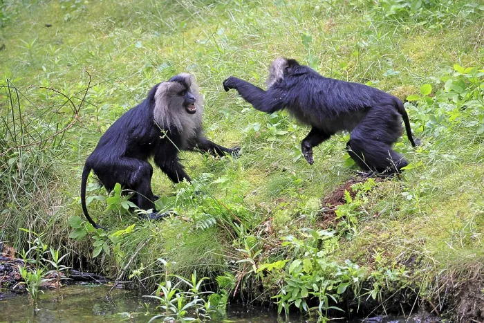 Gerahmter Druck : Bartaffe (Macaca silenus) Gerahmter Druck : Bartaffe (Macaca silenus)