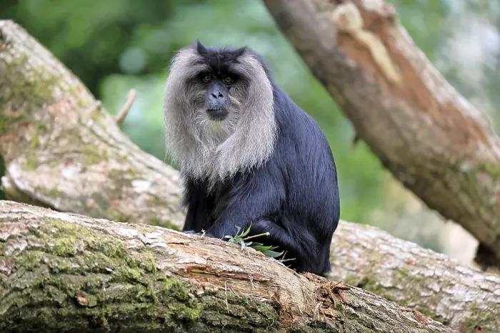 Gerahmter Druck : Bearded-Makaken (Macaca silenus) Gerahmter Druck : Bearded-Makaken (Macaca silenus)