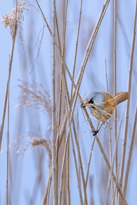 Gerahmter Druck : Bearded reedling Gerahmter Druck : Bearded reedling