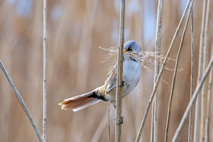 Gerahmter Druck : Bartmeise, Bartvogel (Panurus biarmicus) Männchen sammelt Samenköpfe mit