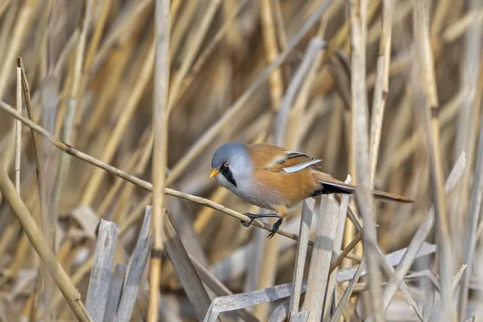 Gerahmter Druck : Bartmeisen, Bartmeise (Panurus biarmicus) adult männlich auf Schilfstängel Gerahmter Druck : Bartmeisen, Bartmeise (Panurus biarmicus) adult männlich auf Schilfstängel